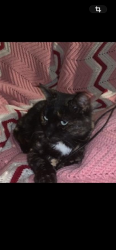 Lost Female Cat last seen Between Lincoln St. & Lobdell Rd., Mayville, MI 48744