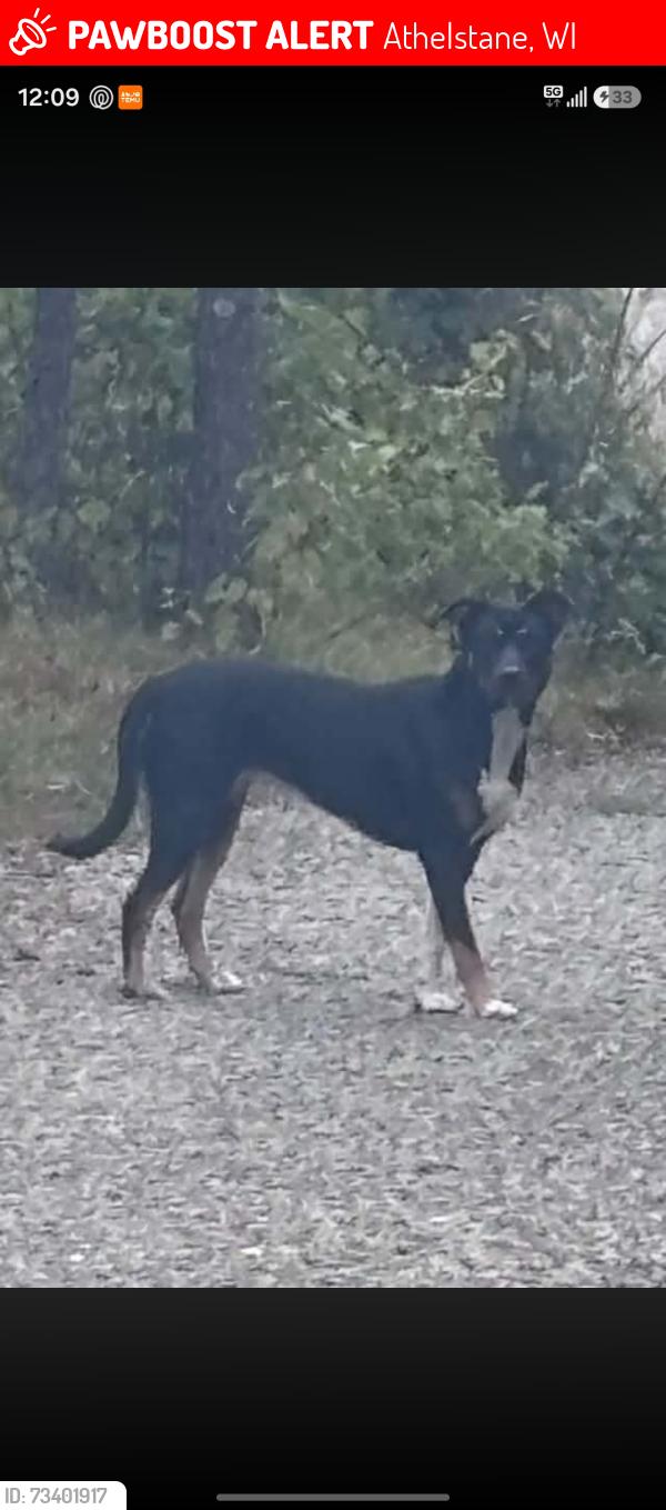 Lost Female Dog last seen W12706 parkway rd Athelstane wi, Athelstane, WI 54104