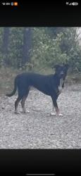 Lost Female Dog last seen W12706 parkway rd Athelstane wi, Athelstane, WI 54104
