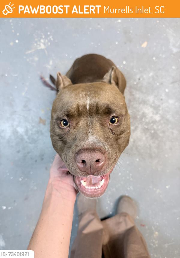 Found/Stray Female Dog last seen Neighborhood Walmart off 17, Murrells Inlet, SC 29576