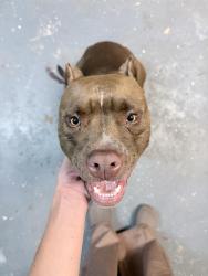 Found/Stray Female Dog last seen Neighborhood Walmart off 17, Murrells Inlet, SC 29576