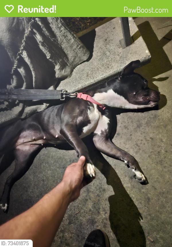 Reunited Female Dog last seen La Riviera Drive, Sacramento, CA 95826