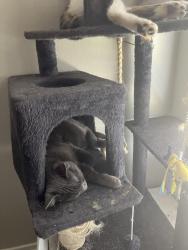 Lost Male Cat last seen St college Ball rd, Fullerton, CA 92831