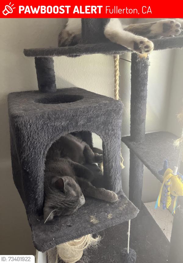 Lost Male Cat last seen St college Ball rd, Fullerton, CA 92831