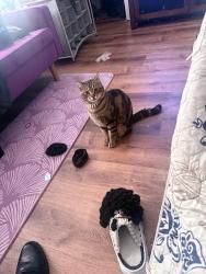 Lost Male Cat last seen Lafayette St, Norwich, CT 06360