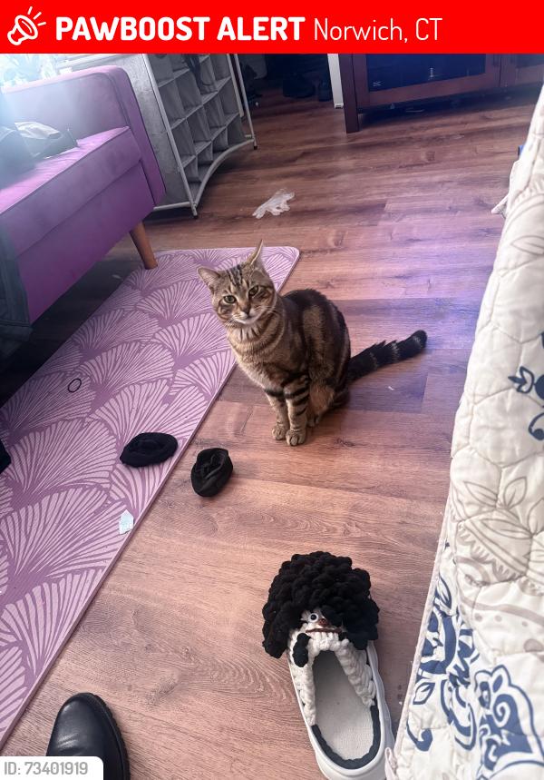 Lost Male Cat last seen Lafayette St, Norwich, CT 06360