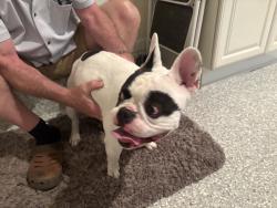 Found/Stray Male Dog last seen Percussion Way Vienna VA, Vienna, VA 22182