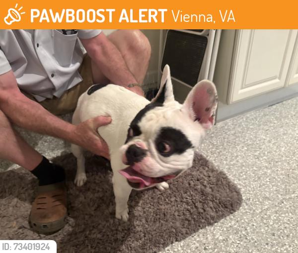 Found/Stray Male Dog last seen Percussion Way Vienna VA, Vienna, VA 22182