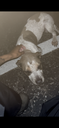 Found/Stray Unknown Dog last seen At the back of river breeze neighborhood you’ll see a brown dumpster she is around the corner from the dumpster, Newport News, VA 23602