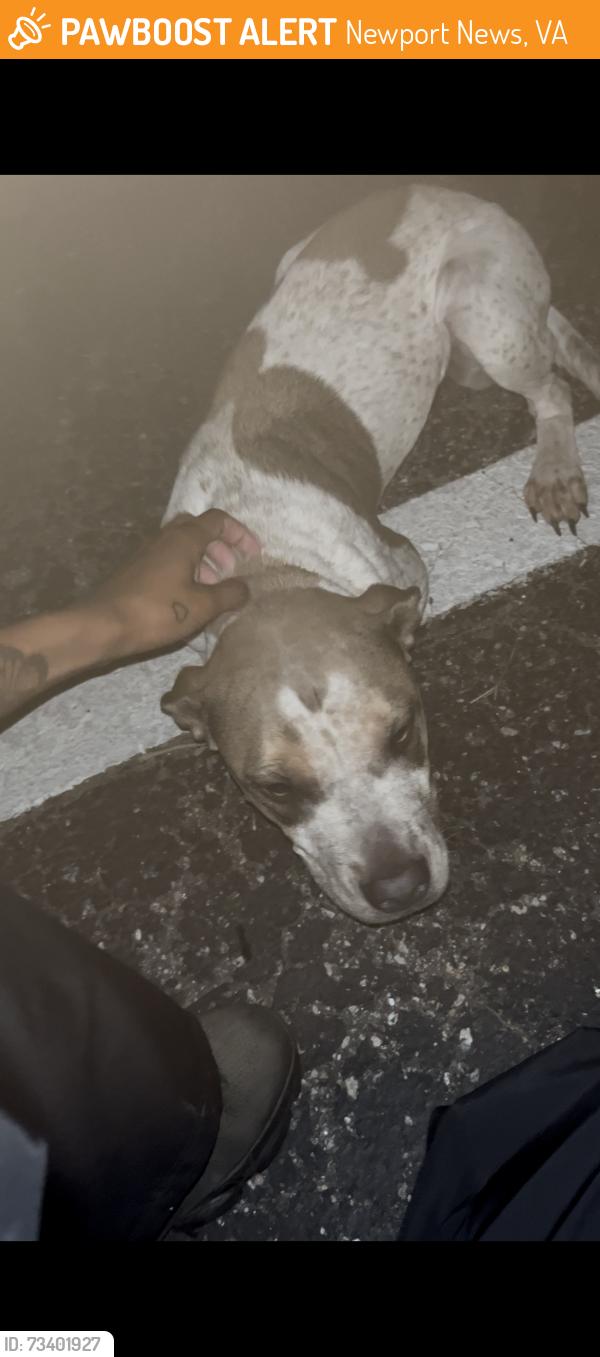 Found/Stray Unknown Dog last seen At the back of river breeze neighborhood you’ll see a brown dumpster she is around the corner from the dumpster, Newport News, VA 23602