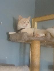 Lost Male Cat last seen Near 1/4 Malabar St Between Florence and Saturn, Huntington Park, CA 90255