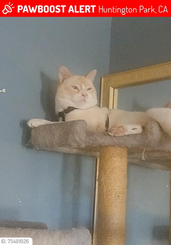 Lost Male Cat last seen Near 1/4 Malabar St Between Florence and Saturn, Huntington Park, CA 90255