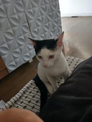 Lost Female Cat last seen Rua ribeirão vermelho, Vila Boacava, SP 05170-000