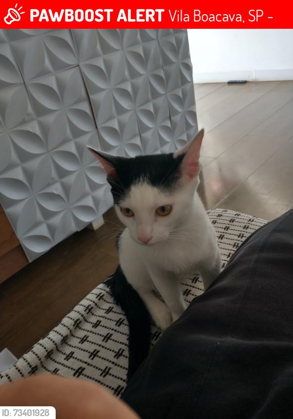 Lost Female Cat last seen Rua ribeirão vermelho, Vila Boacava, SP 05170-000