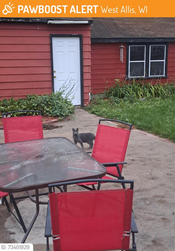 Found/Stray Unknown Cat last seen 95th & Orchard, West Allis, WI 53214