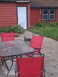 Found/Stray Unknown Cat last seen 95th & Orchard, West Allis, WI 53214