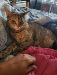 Reunited Female Cat last seen 35hwy, San Antonio, TX 78233