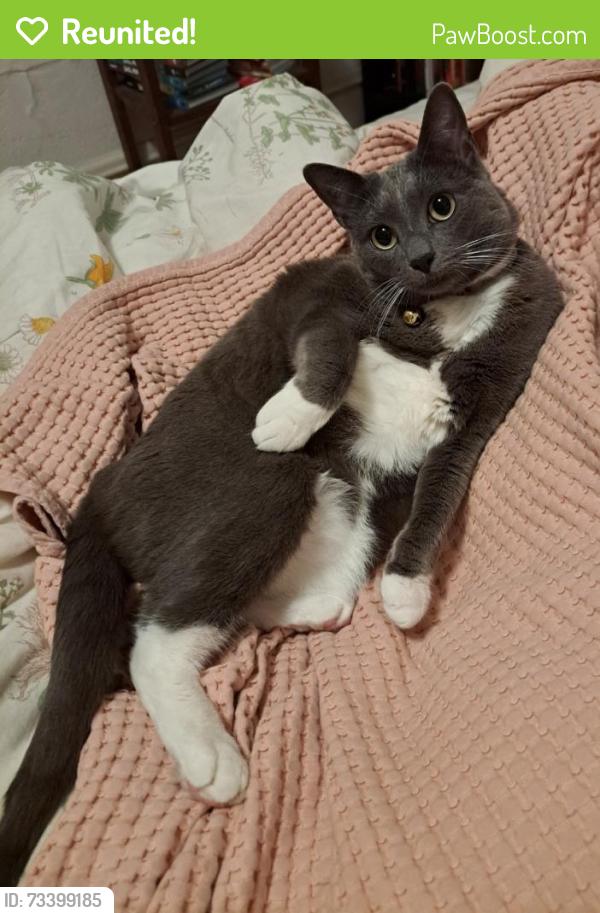 Reunited Female Cat last seen Home (9th St & Lincoln), Alameda, CA 94501