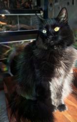 Reunited Female Cat last seen On Sandy lane, Hobe Sound, FL 33455