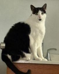 Reunited Male Cat last seen Maypop, and Forest Hill BLVD., West Palm Beach, FL 33415