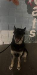 Shelter Stray Female Dog last seen , 4275 Elton St, Baldwin Park, CA 91706, USA