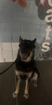 Shelter Stray Female Dog last seen , 4275 Elton St, Baldwin Park, CA 91706, USA