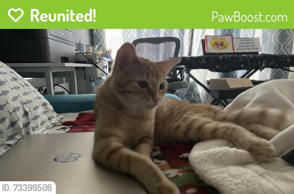 Reunited Male Cat last seen Near S Walnut St, Anaheim, CA 92802