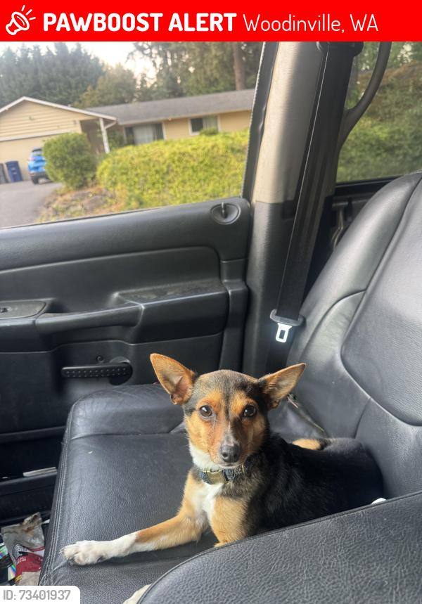 Lost Male Dog last seen Petsmart, Woodinville, WA 98072