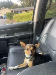 Lost Male Dog last seen Petsmart, Woodinville, WA 98072