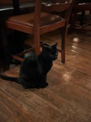 Reunited Unknown Cat last seen The Roebuck Pub, Chiswick, Chiswick, England W4 1PU