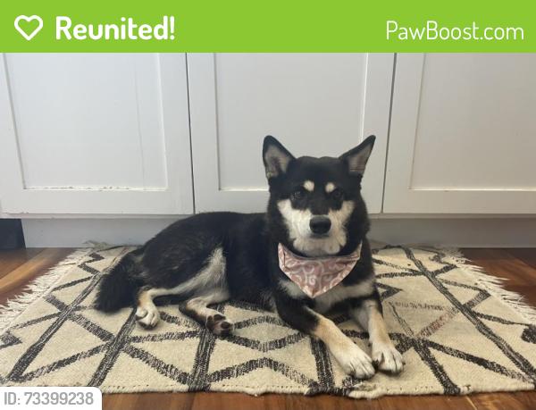 Reunited Female Dog last seen Gullstrand & Werner, San Diego, CA 92122