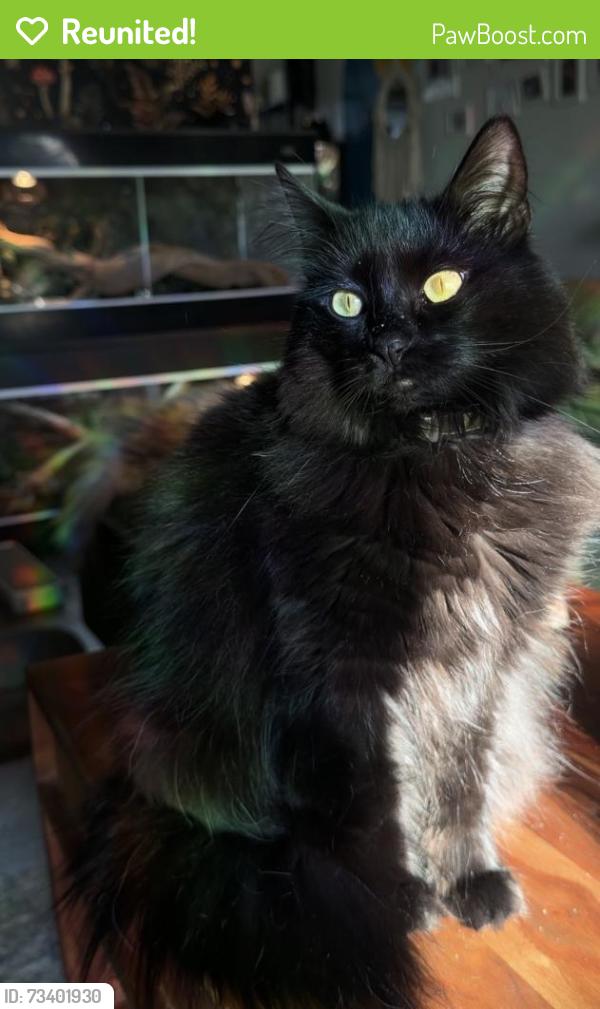 Reunited Female Cat last seen On Sandy lane, Hobe Sound, FL 33455