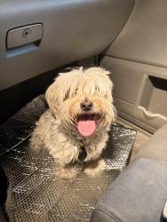 Found/Stray Male Dog last seen Craig and north Decatur, North Las Vegas, NV 89031