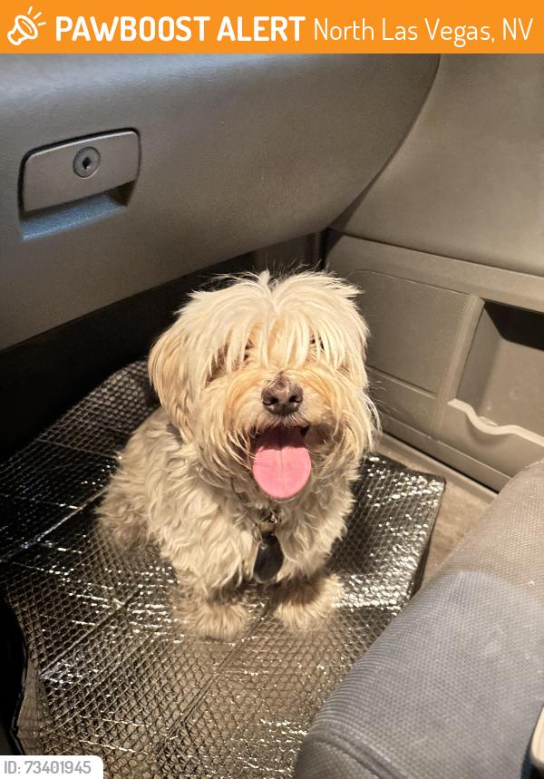 Found/Stray Male Dog last seen Craig and north Decatur, North Las Vegas, NV 89031