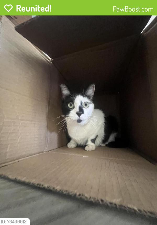 Reunited Female Cat last seen Rushmore Ave, Petaluma, CA 94954