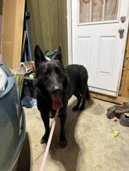 Found/Stray Male Dog last seen Starbucks parking lot, Lebanon, IN 46052