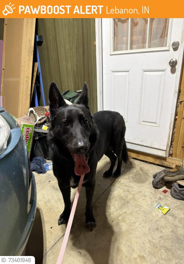 Found/Stray Male Dog last seen Starbucks parking lot, Lebanon, IN 46052