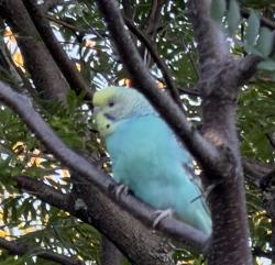 Found/Stray Unknown Bird last seen In tree behind 300 1st Ave, Charlestown, MA, Boston, MA 02129
