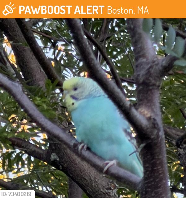 Found/Stray Unknown Bird last seen In tree behind 300 1st Ave, Charlestown, MA, Boston, MA 02129