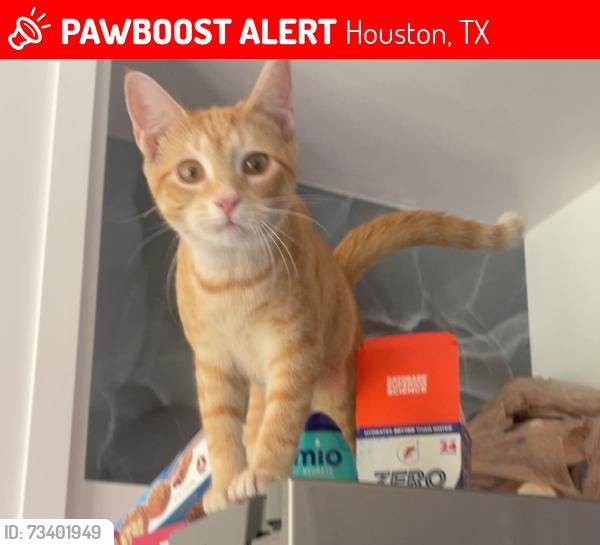 Lost Female Cat last seen My hse, Houston, TX 77062