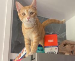 Lost Female Cat last seen My hse, Houston, TX 77062