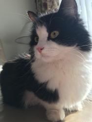 Lost Female Cat last seen West Gate,Daws Gate,Fen Gate,Thorpe Avenue, Moulton Chapel, England PE12 0XR