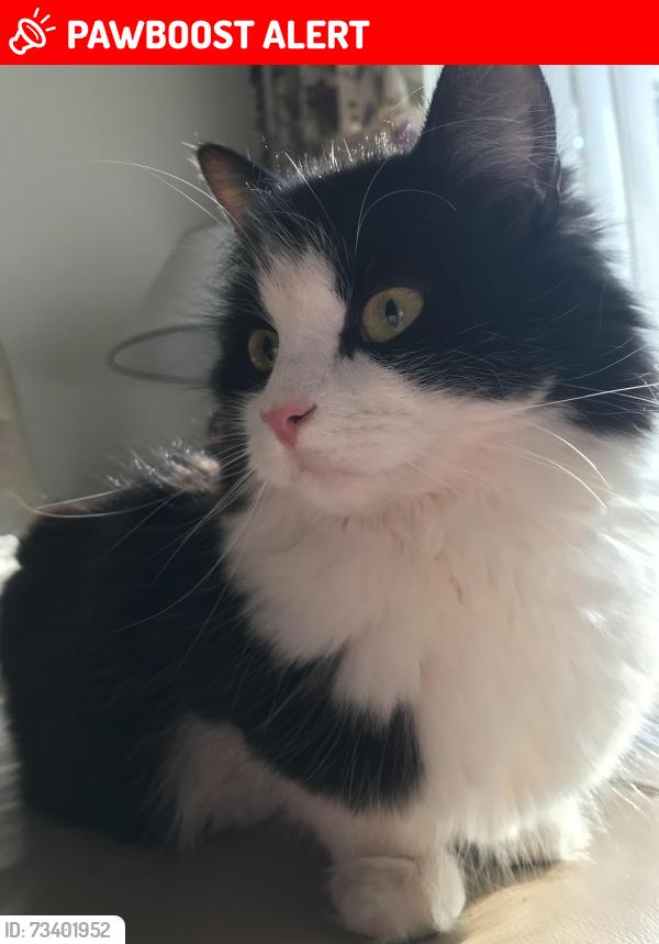 Lost Female Cat last seen West Gate,Daws Gate,Fen Gate,Thorpe Avenue, Moulton Chapel, England PE12 0XR