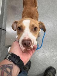 Shelter Stray Female Dog last seen , 5302 Stone St, Chattanooga, TN 37412, USA