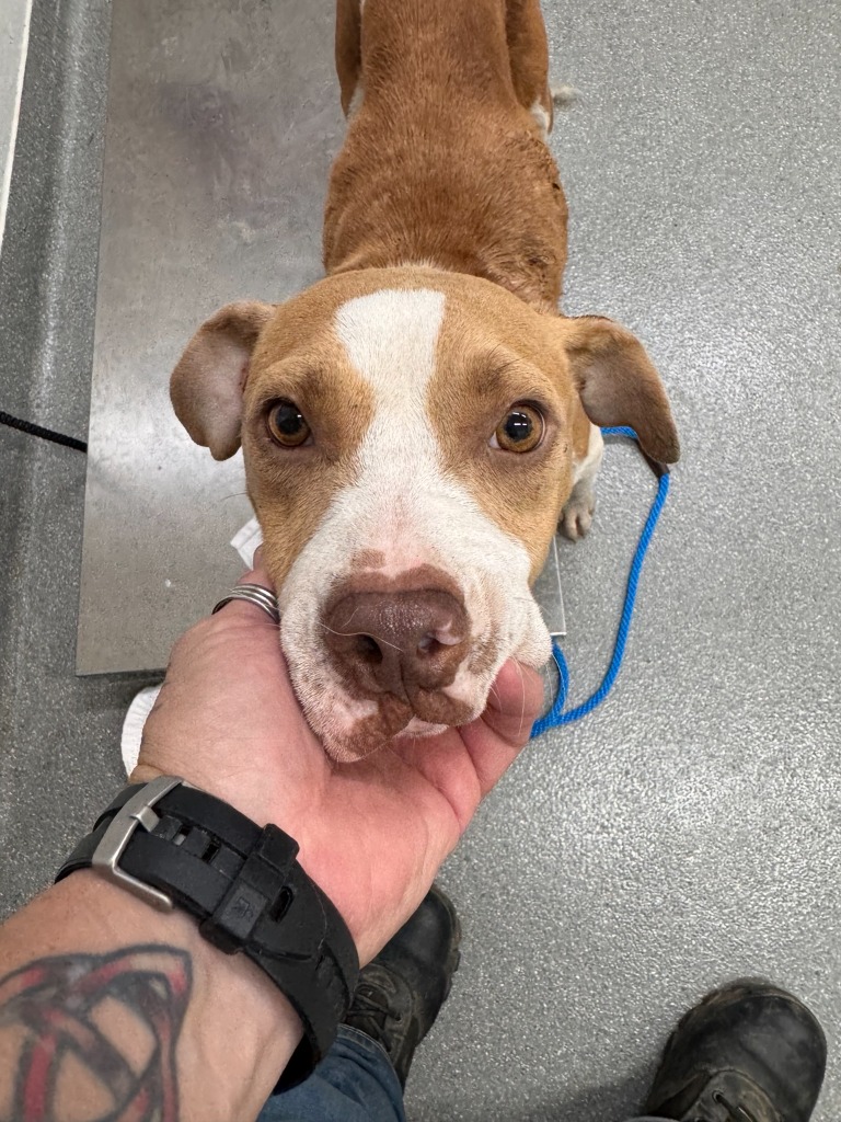 Shelter Stray Female Dog last seen , 5302 Stone St, Chattanooga, TN 37412, USA