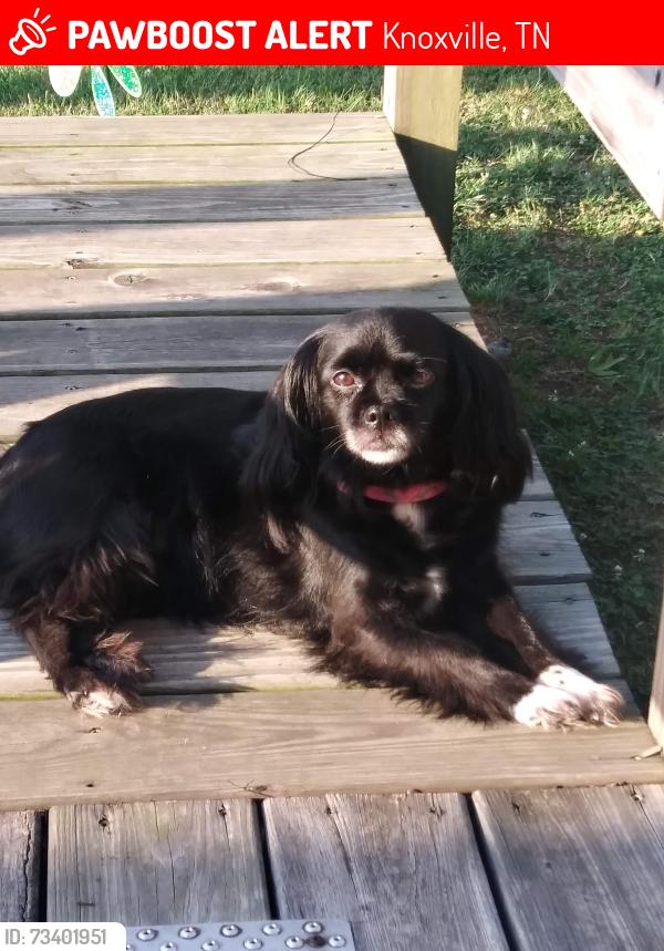 Lost Female Dog last seen Vinnys market, Knoxville, TN 37921
