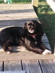 Lost Female Dog last seen Vinnys market, Knoxville, TN 37921