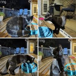 Found/Stray Unknown Cat last seen 31st Ave Ln NE & 18th St NE, Hickory, NC 28601