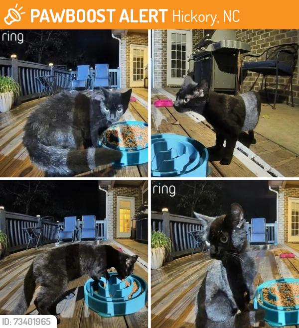 Found/Stray Unknown Cat last seen 31st Ave Ln NE & 18th St NE, Hickory, NC 28601