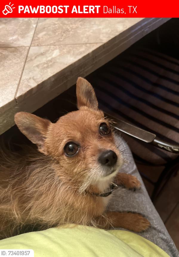 Lost Male Dog last seen Love field, Dallas, TX 75235